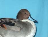 Pintail Drake